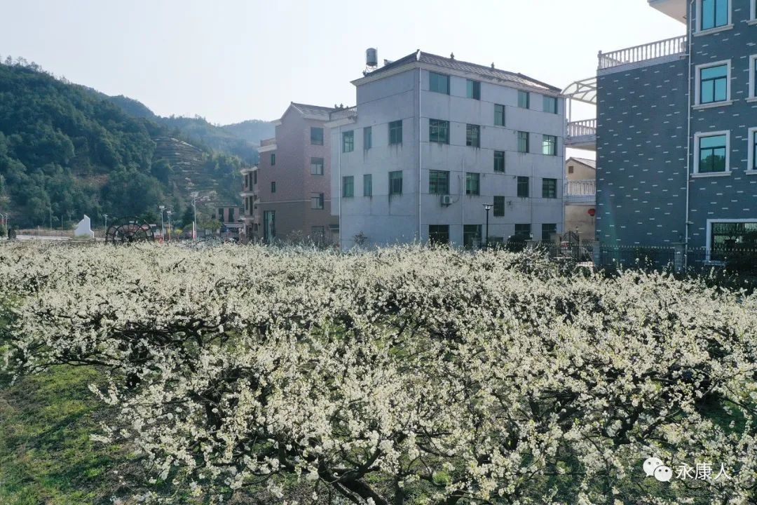 春光乍泄！永康这个村“藏”不住了！