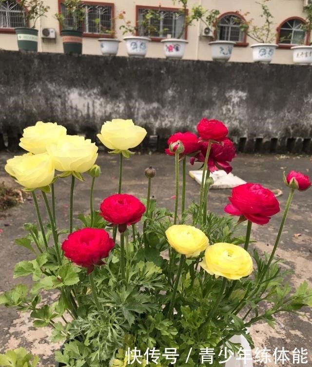 兼具牡丹、玫瑰之美,观赏价值极高,超级好养,这种盆栽值得入手!