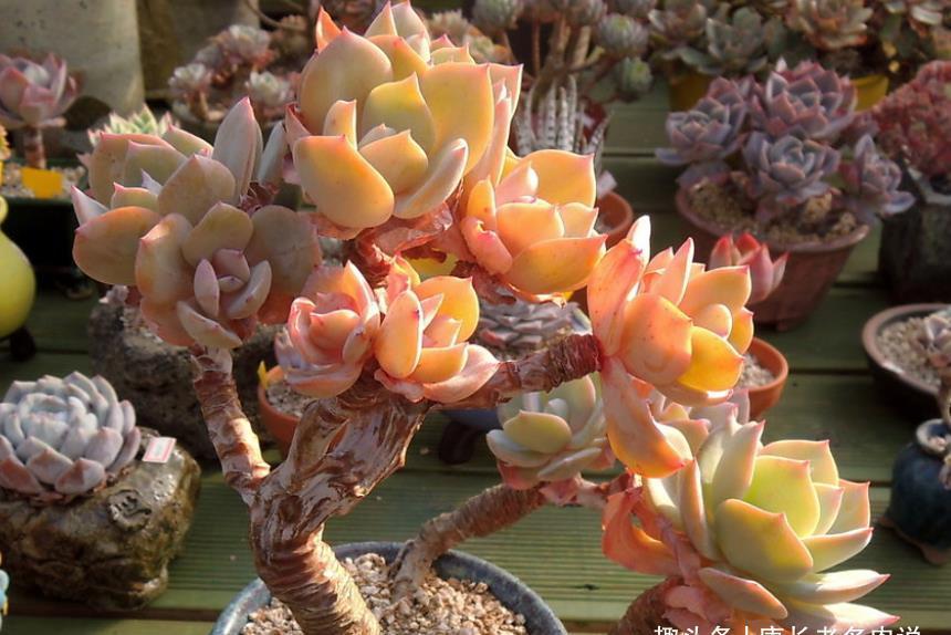 多肉|多肉白凤特别耐热,纯露养都能顺利度夏,还能培养成漂亮的悬崖桩