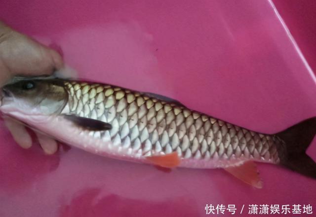常被年轻人误认成草鱼,殊不知是“淡水之王”,运气好才能钓到