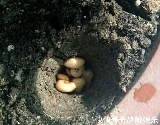 淘米水鸡蛋壳,不如“几粒它”,养花用1点,半年不施肥,长爆盆!