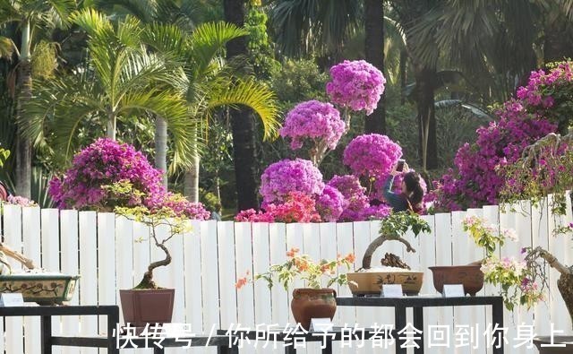 家庭|家庭盆景正确的摆放姿势，从4个方面来考虑，解决盆景放置的窘境