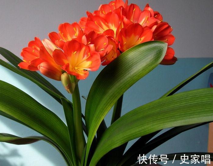 叶片子|你家的君子兰还没长出花苞,这三个小妙招送给你