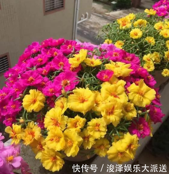 太阳花|咋“折腾”都不死的4种花,越修剪越旺,很难养死