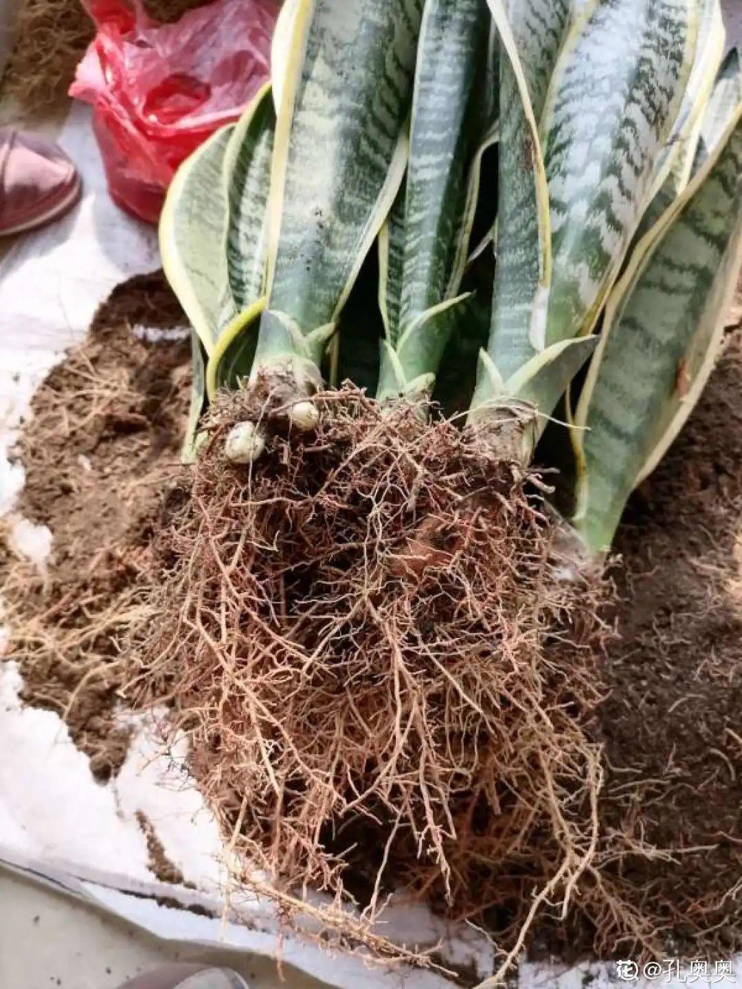 折腾不死的25种花,咋养都爆盆,家里必须养!