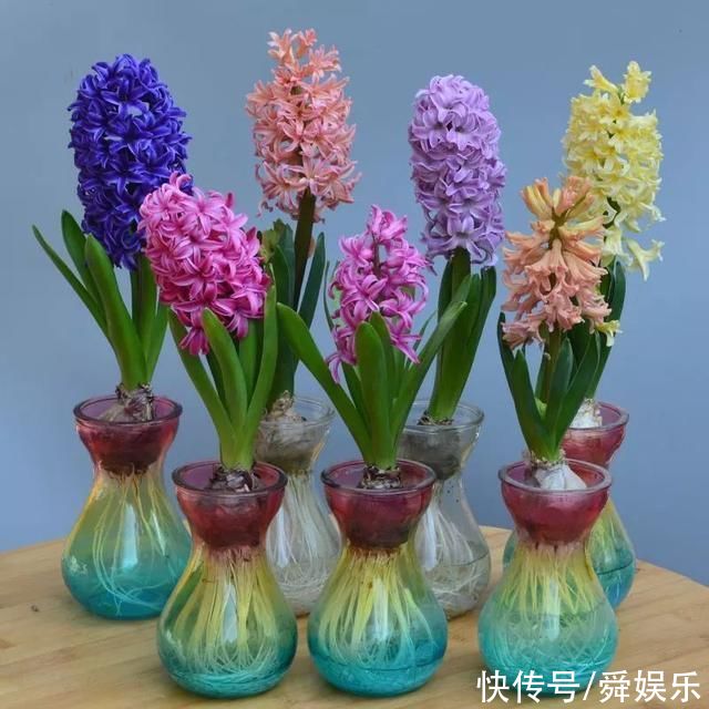 风信子开完花不要扔，这么做来年照样开花