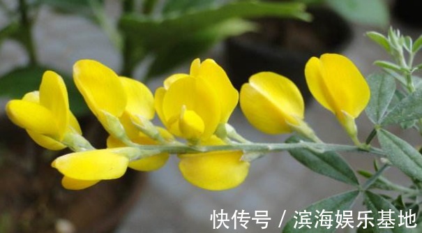 女性|它被誉为“妇女之友”,女性泡水喝,防妇科炎,排光污血