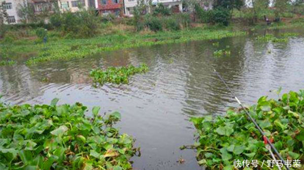 水面|小暑过后钓鱼,5钓5不钓,常用这些老套路,上鱼更多