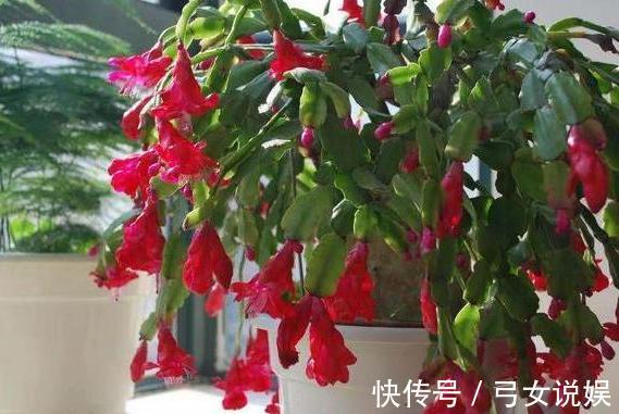 夏季养殖蟹爪兰、沙漠玫瑰、仙客来、君子兰,少浇水反而长得好