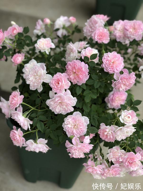 阳台盆栽养花,这款很优秀,花多易爆盆,四季开不停,好看又好养