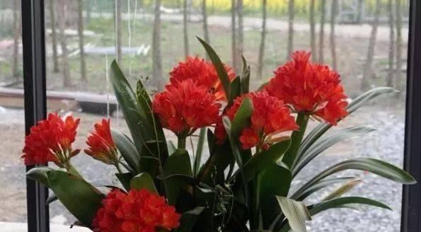 花苞|花卉换盆,4大“禁区”不要碰,否则黄叶掉花苞,换一盆死一盆