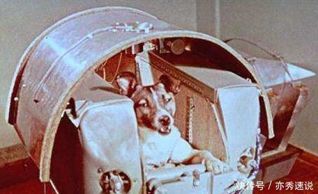 生物 人类航天的第一功臣是条狗狗, 它叫莱卡! 现在仍漂流的太空!