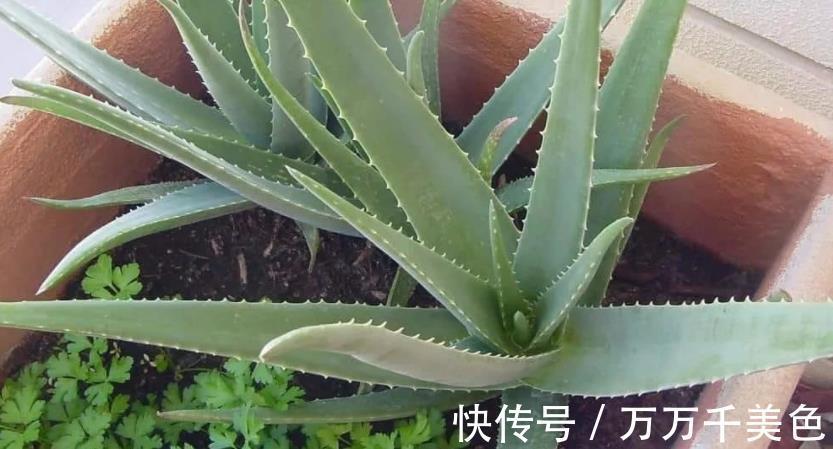 海虎兰|养芦荟选好品种,颜值高易打理,第3款最适合美容护肤