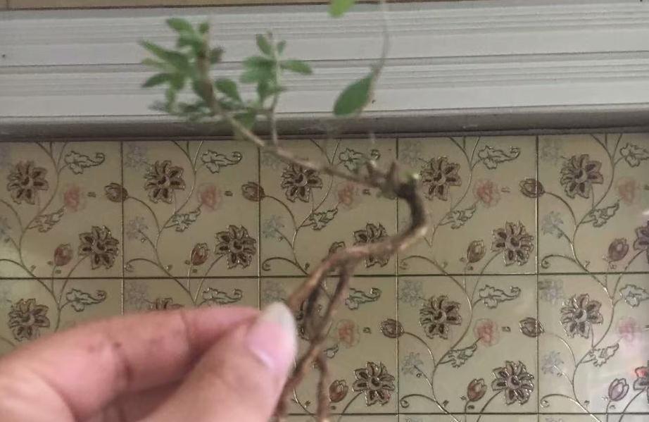 以六月雪为图例,简单为大家介绍附石小盆景的制作