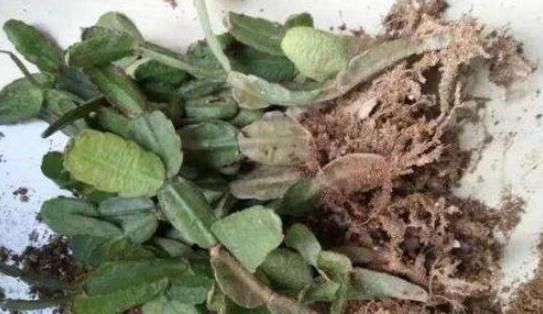 蟹爪兰发出这个“信号”,一定不要忽视,是在提醒你