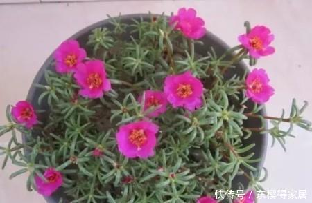漂亮|6种漂亮花,夏天快扦插,越热越生根,30天就开花,适合急性子养
