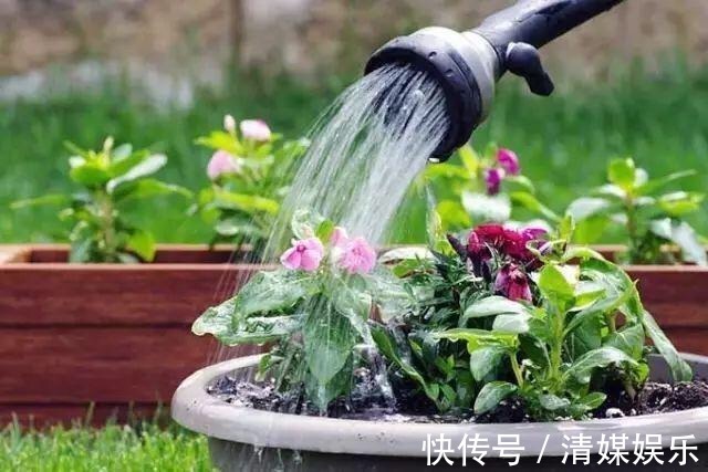 偷偷告诉你，高手养花必备“4个技巧”，养啥花都能“枝粗叶绿”