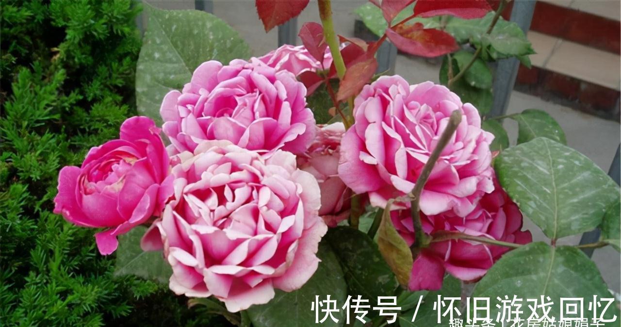 冬季养花,做到不黄叶,不冻伤,安全越冬,要按这些方法进行养护