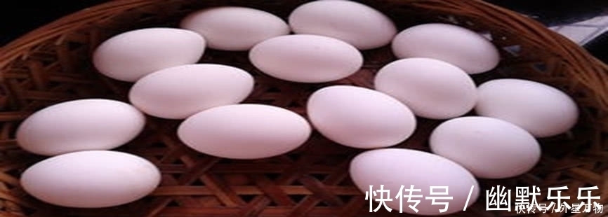 营养|洋鸡蛋和土鸡蛋，哪个更有营养，可能你弄错了！