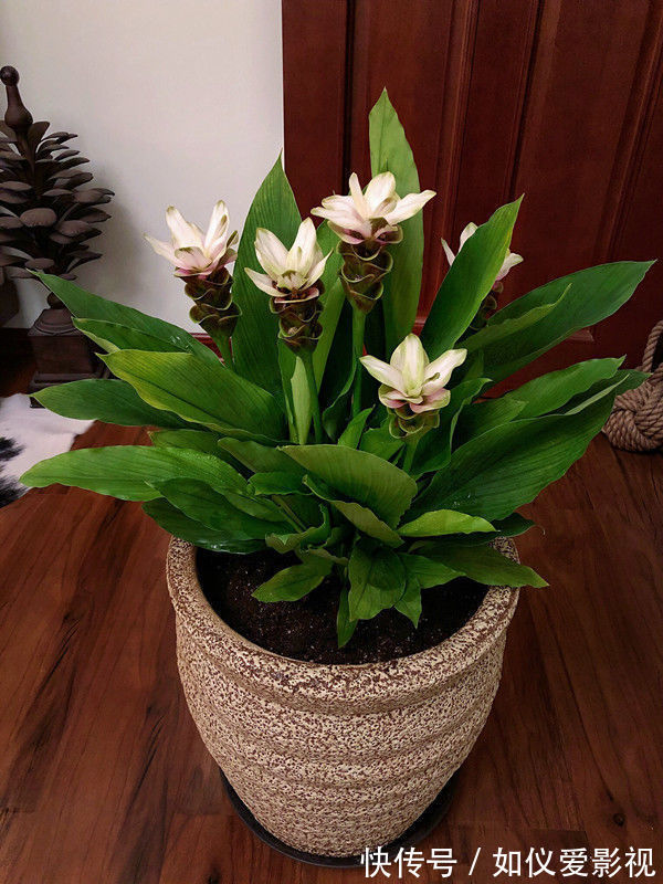 爆盆|家里阳台养此款花，新手也能养爆盆，满屋子飘香，漂亮又好养！