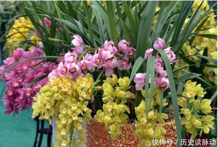 植株|养花就养此4种,每天都有花开,植株低矮,栽培容易