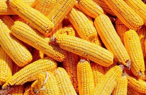 玉米面是粗粮还是细粮糖尿病人吃玉米面,3个雷区坑了不少人!