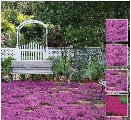 10种出彩的庭院地被花儿,最适合的才是最好的