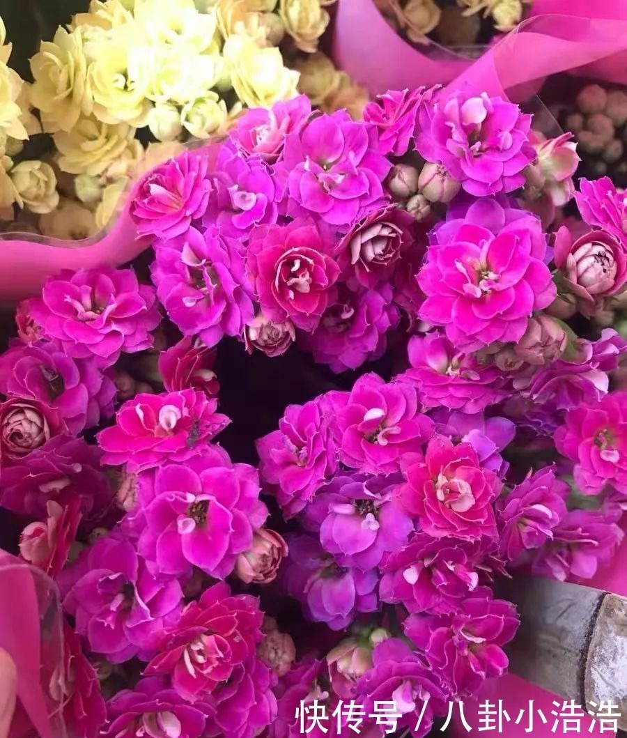 花期|45种长寿花,个个都是高颜值,家里养几盆,美得移不开眼