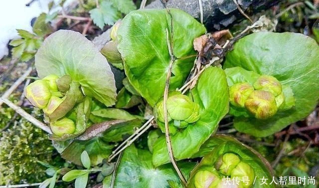 长在溪边无人识,叶子却极珍贵,俗称“驴蹄菜”,别忽视