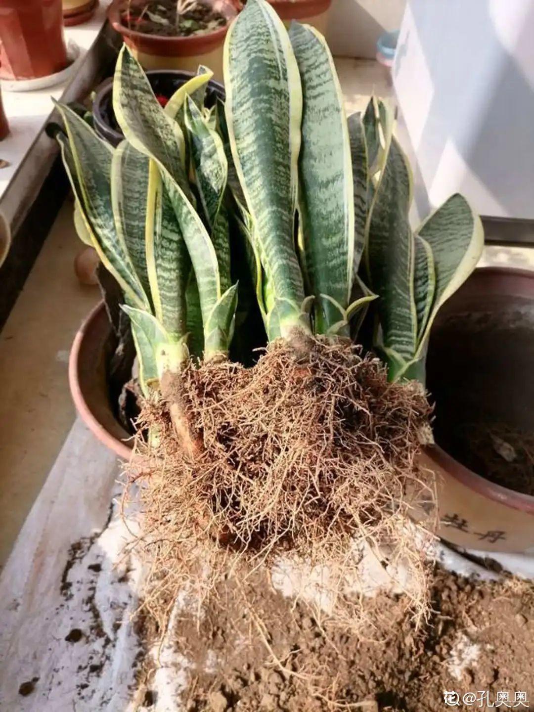 3种花不用扦插,掰下来就能活,1盆变10盆,懒人也能养!