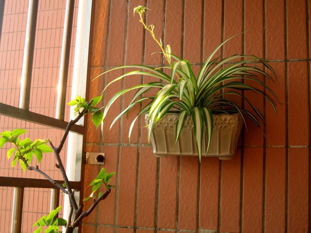 入秋后，吊兰怎么养只需“剪一刀”，新叶疯长，胜过每天施肥！