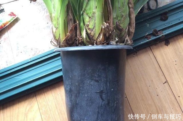 8种花,开完花别急着丢,剪一刀还能继续开!