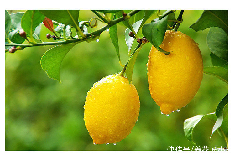 叶绿|盆栽柠檬养不好？记住它有“4怕”，避免才能叶绿结果多