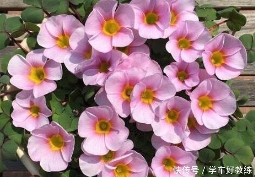 见到3种野草要挖回家,栽种在花盆里,堪称“活着的艺术品”!