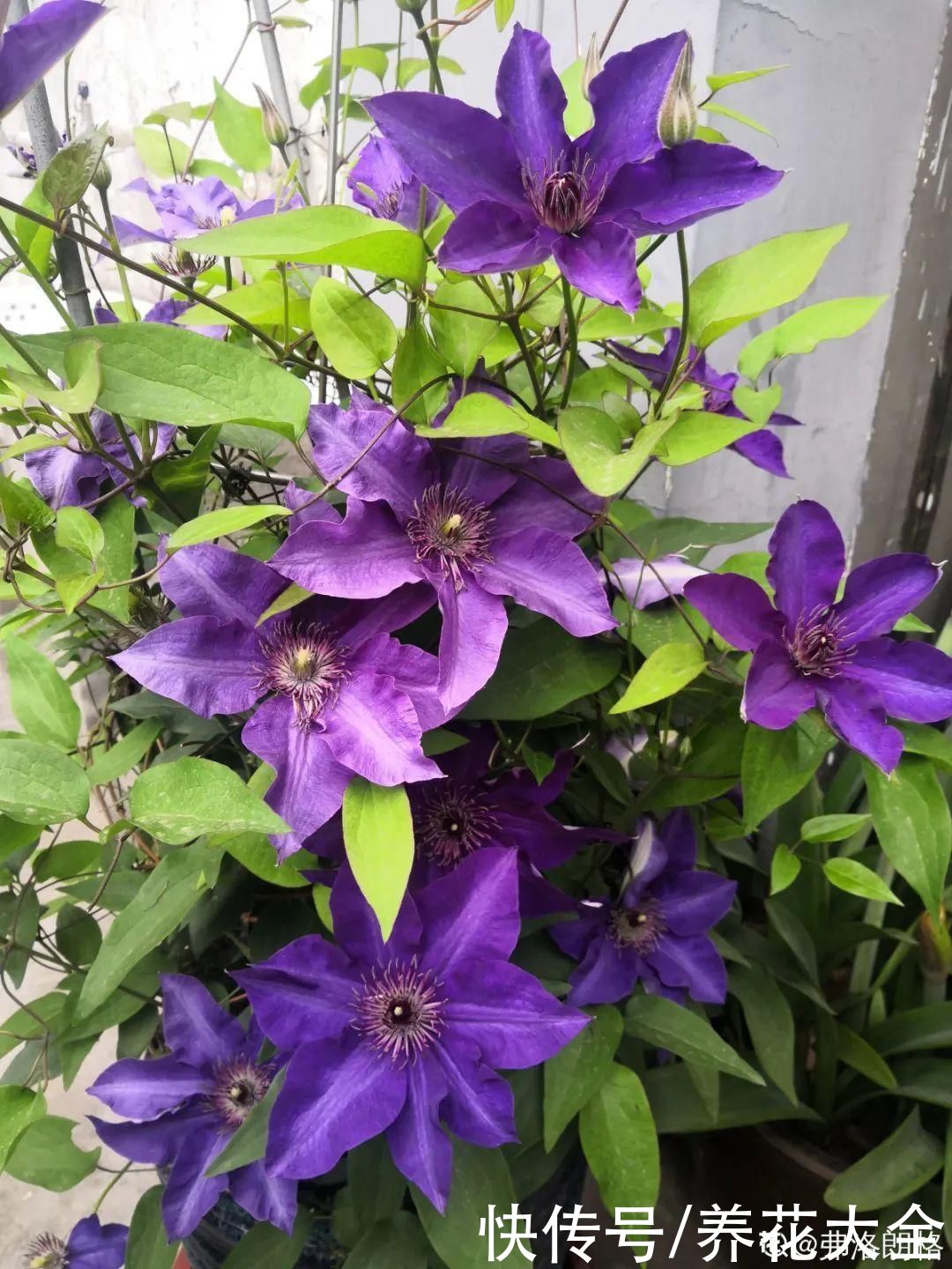 5月必养的铁线莲，耐热、好养、花期长，爬满一墙花