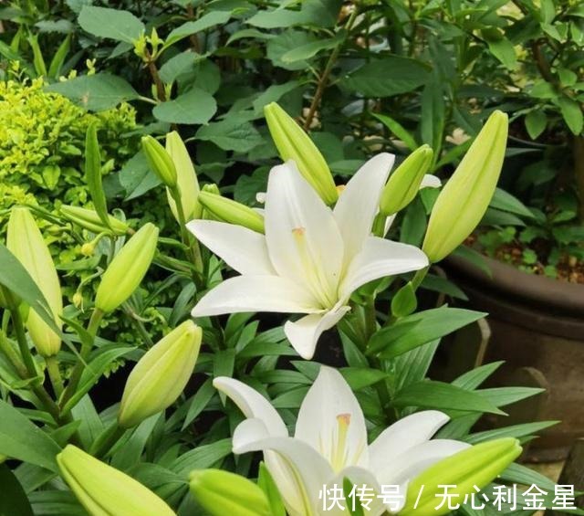 矾根|为了300㎡露台花园，毫不犹豫买了这房子，在城市屋顶过上田园生活！