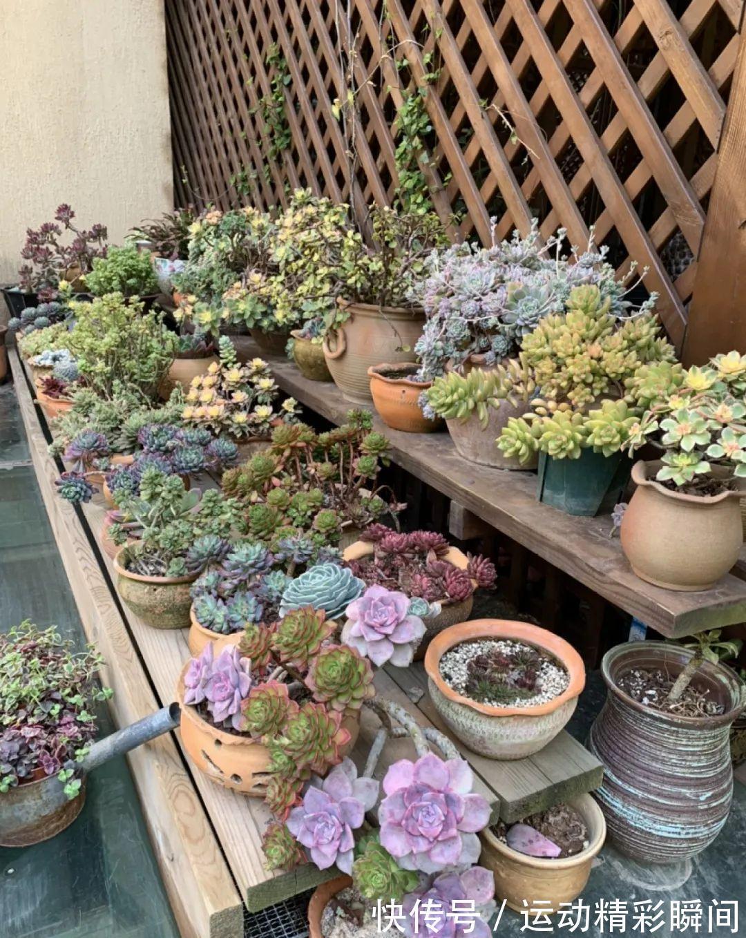 十几年的多肉“妖精”,自然老桩头,造型太美