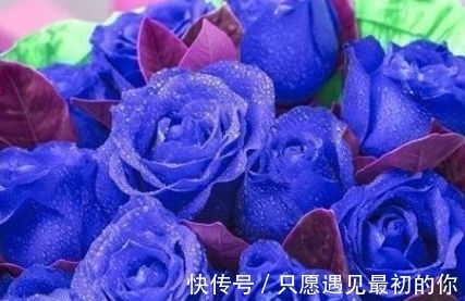 新手养花,不如养盆花中精品“蓝色妖姬”,花中新宠,气质端庄