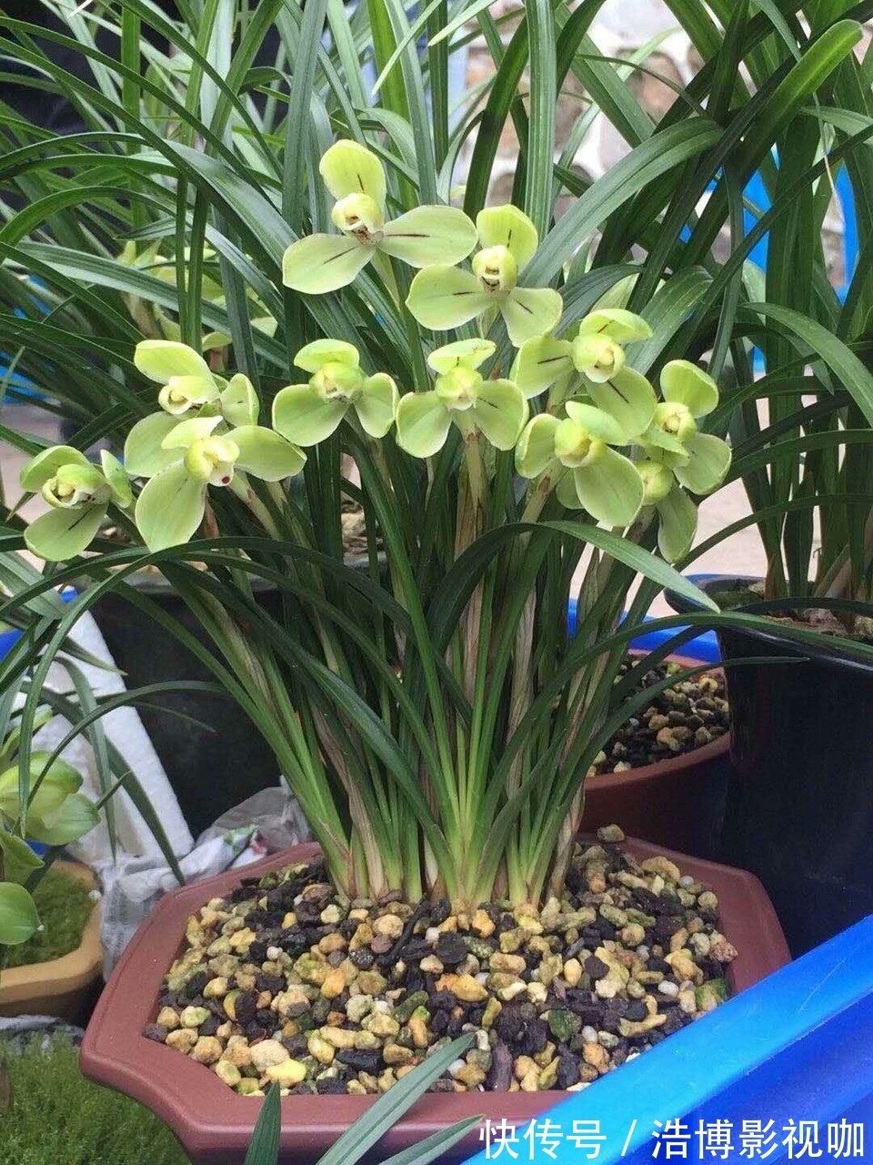 秋凉后,养3种花,最好换盆、换土,到时候不开花、黄叶