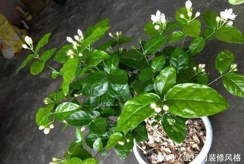 油亮|7种花,再心动也别买,带回家养不活,新手选择要慎重!