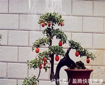 老桩|给金弹子盆景造型，几个问题要注意，你做对了吗？