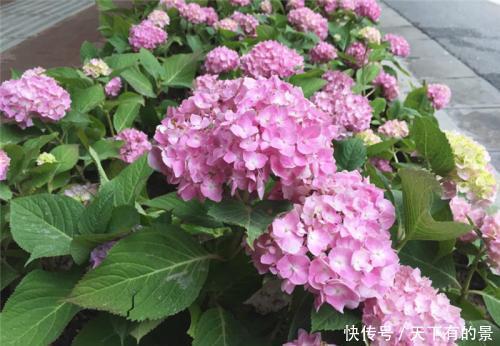 浇水|养绣球花有“三忌”，难怪黄叶开花少，大部分花友都做错了