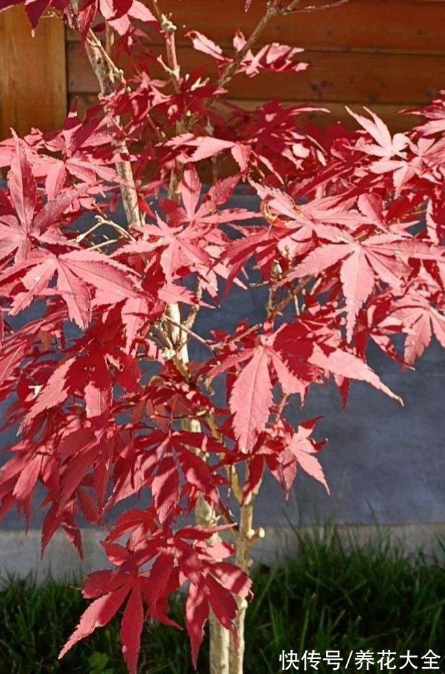 图鉴|100种常见花图鉴，图文并茂非常详细，收藏起来慢慢看