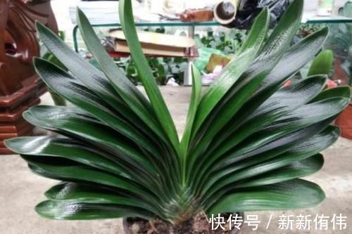 家中有3种花卉盆栽,趁早搬到阳台上晒一晒,枝叶越长越旺盛