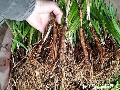 农民用来泡酒,殊不知人称“长寿菜”,200元一斤,跟人参比肩