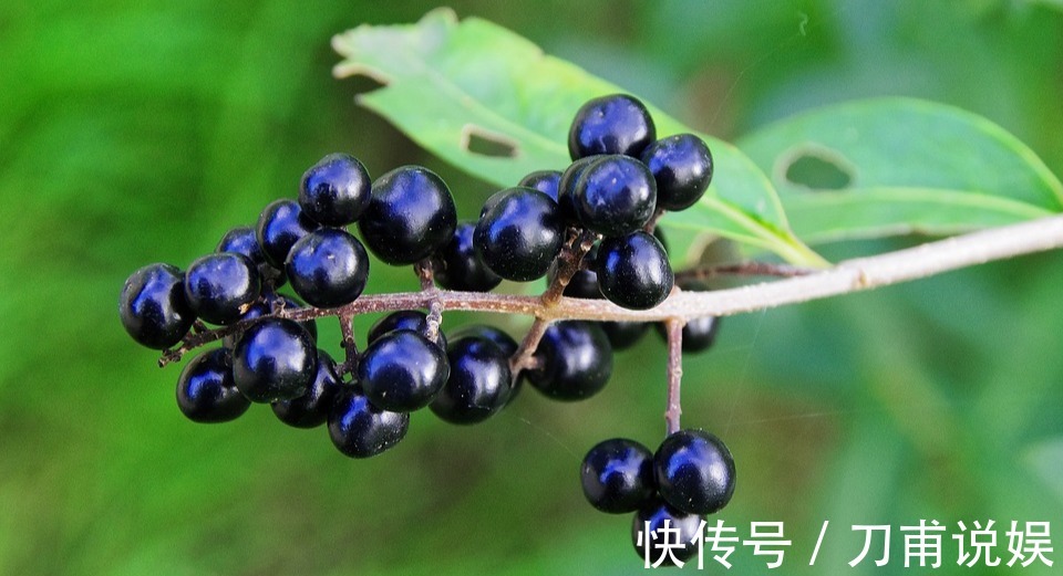 阳明|老中医推荐最有效的白发转黑方,仅2味药材泡水喝,补虚又乌发