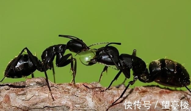 筒装|23冷知识,真实存在于世界,但却没有什么用处