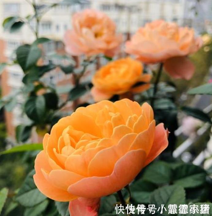 花卉市场最畅销的4种花,漂亮又好养,养几盆家里变花海!