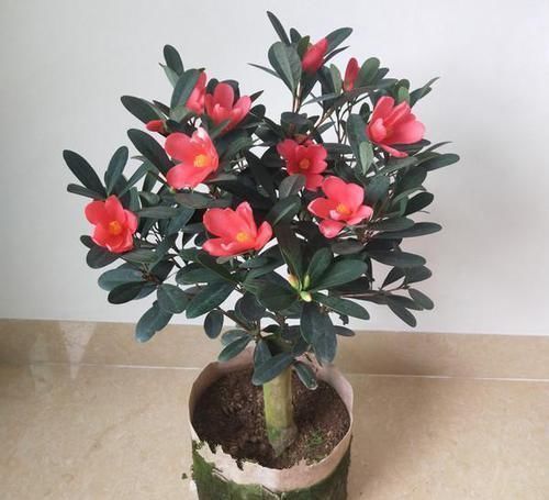 最“名贵”的茶花,花色艳丽,四季开花,已经被列为一级珍稀植物