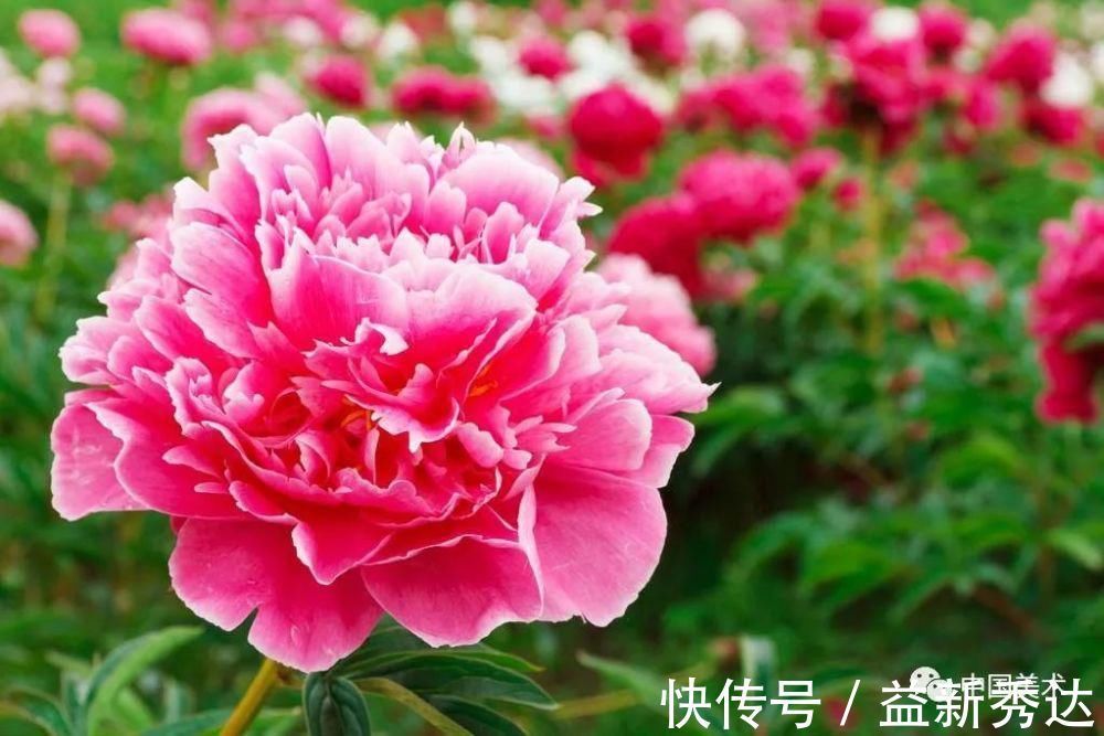 华北大学&两大高手画牡丹,一个工笔称雄,一个写意夺冠!